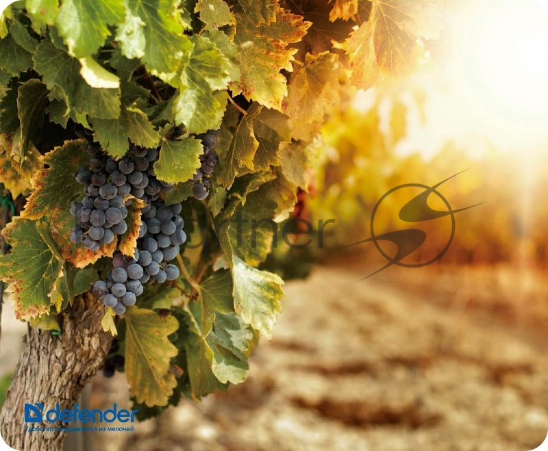 Коврики Defender Silk Pad Nature 10 видов 50707 Коврик для компьютерной мыши, 230x190x1.6 мм