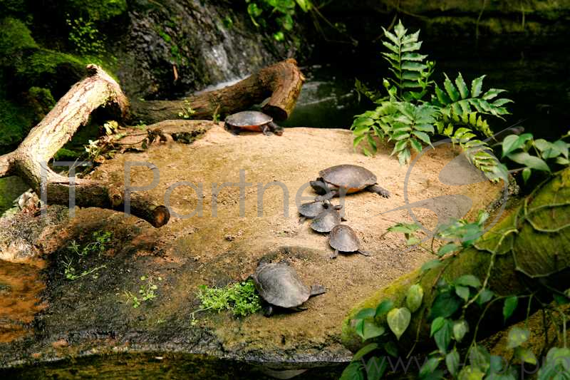 Объектив Tamron SP AF17-50mm F/2.8 XR Di II LD Aspherical (IF) A16E для Canon