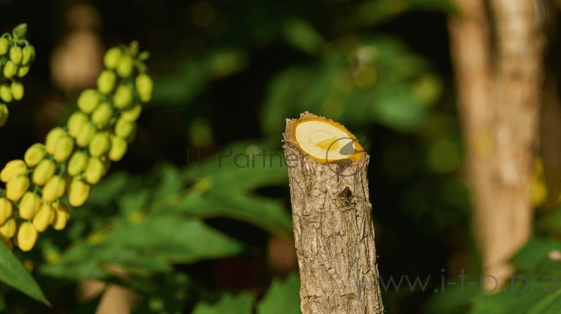 Секатор Bosch EasyPrune (06008B2100)